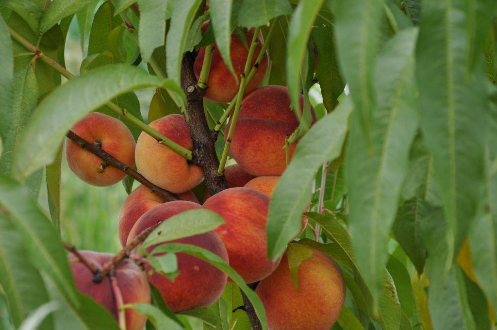  Breskve (Prunus persica) - sorte breskev in nektarin