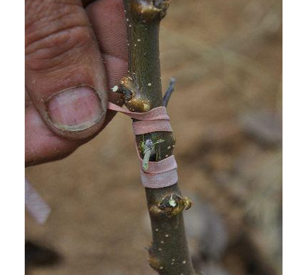 Cepljenje sadnega drevja - okulacija - v tretjem koraku povežemo z gumico